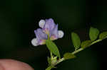 Louisiana vetch